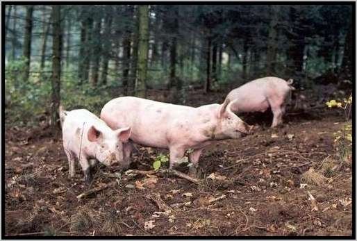 ekundungmastschweinefreilandwaldrandzone12.jpg
