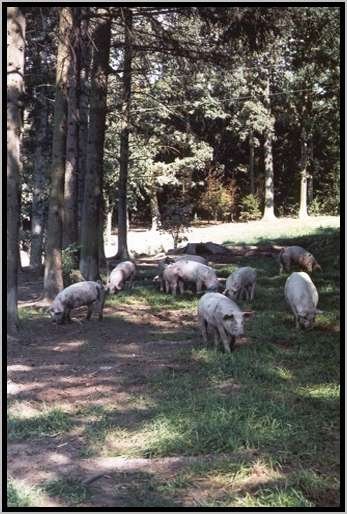 ekundungmastschweinefreilandwaldrandzone2.jpg