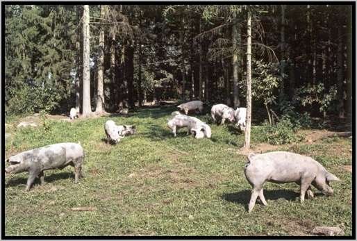 ekundungmastschweinefreilandwaldrandzone3.jpg