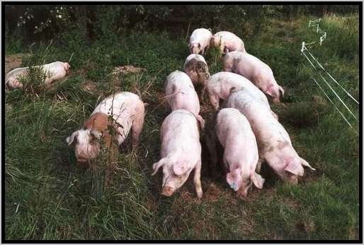 ekundungmastschweinefreilandwaldrandzone5.jpg