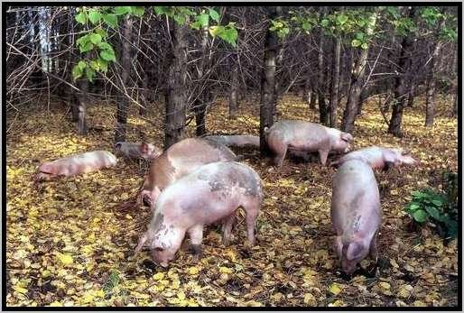 ekundungmastschweinefreilandwaldrandzone8.jpg