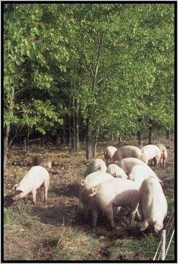 ekundungmastschweinefreilandwaldrandzone9.jpg