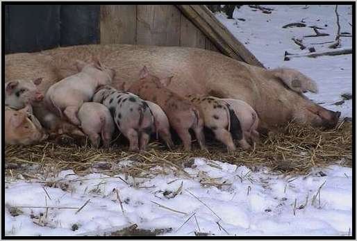 sugenabferkelhttefreilandwinter5.jpg
