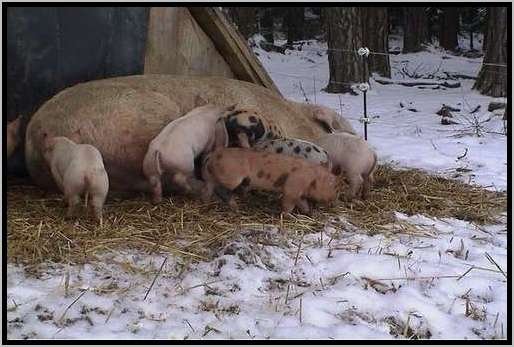 sugenabferkelhttefreilandwinter6.jpg