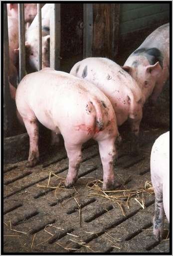 schwanzbeissenspaltenbodeneinstreulosmastschwein.jpg